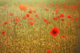 Coquelicots sur Zwergls Lichtermeer