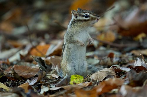 Siberische grondeekhoorn van Ronald Kromkamp