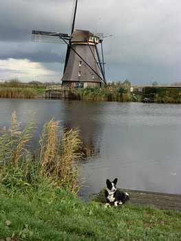 Een Welsh hondje in een Nederlands landschap