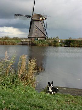 Een Welsh hondje in een Nederlands landschap by Hans Bisperink