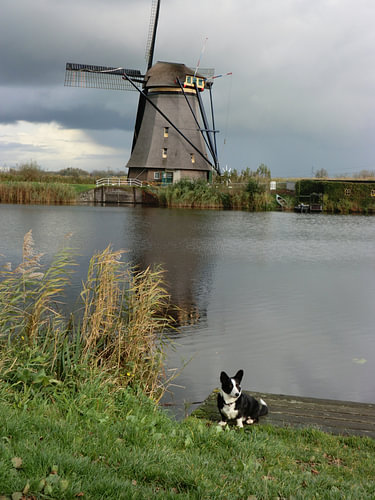 Een Welsh hondje in een Nederlands landschap
