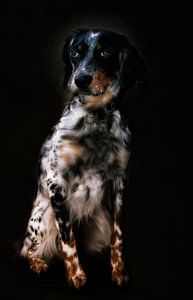 Englisch Setter