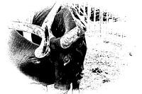 Cow fight