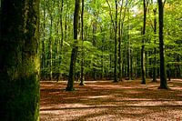 In the forest, in the forest