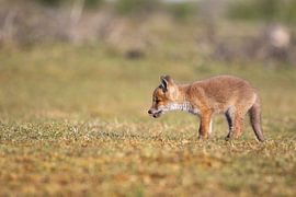 Young fox in the dune