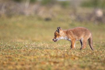 Junger Fuchs auf der Düne von Joop Zandbergen