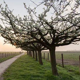 Lenteochtend by Marijke van Eijkeren