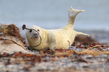 Gray Seal (Halichoerus grypus) Pup,in the natural habitat, Helgoland Germany von Frank Fichtmüller