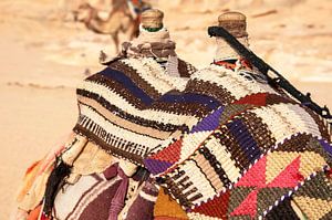 Camels in Jordan