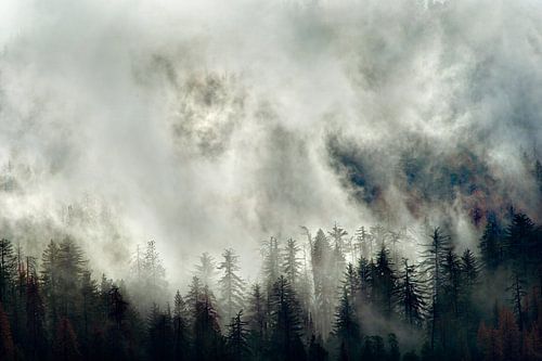 Autumn pine forest covered with clouds in Yosemite National Park