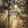 Lever de soleil brumeux dans les forêts néerlandaises sur Ellis Peeters
