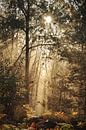 Nebliger Sonnenaufgang in den niederländischen Wäldern von Ellis Peeters Miniaturansicht