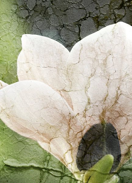 Magnolie mit Textur par Roswitha Lorz