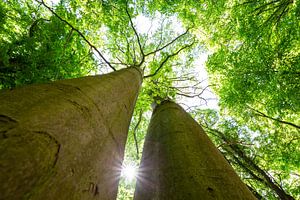 Des cimes d'arbres bien vertes