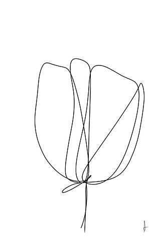 Tulipe sur AnkieArt