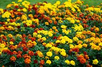 Ringelblumen (Tagetes) in fröhlichen Farben