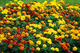 Soucis (Tagetes) aux couleurs gaies