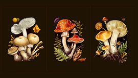 triptych of different kinds of mushrooms by Margriet Hulsker