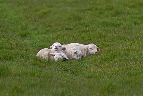 Des agneaux dans l'herbe