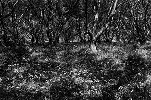 Parga olive grove in black & white sur Peter van Eekelen
