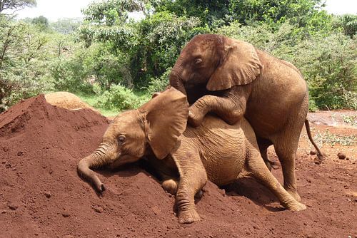 spelende wees olifantjes
