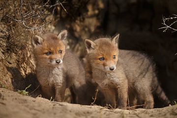 Red fox cubs. by Menno Schaefer