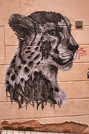 Cheetah on the wall by Raphael Kipfer