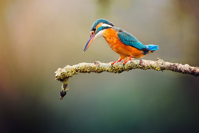 Portrait of the kingfisher by mirka koot