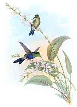 Braziliaanse hout-nymph, John Gould van Hummingbirds