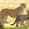 cheetah with cub van jowan iven