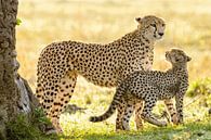 cheetah with cub van jowan iven thumbnail