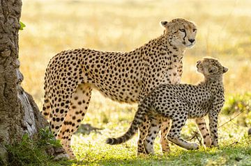 Gepard mit Jungtier