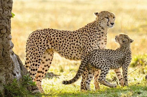 cheetah with cub van jowan iven