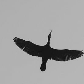 Thomas Ruiz profielfoto