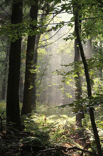 Rijsterbos - Rijs - Friesland