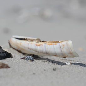 Shells on the beach van Lis Zandbergen