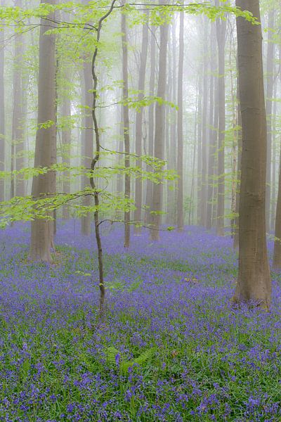 Blooming bluebell flowers in a beech tree forest foggy a sunny s by Sjoerd van der Wal Photography