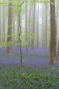 Blooming bluebell flowers in a beech tree forest foggy a sunny s by Sjoerd van der Wal Photography thumbnail