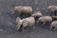 Elephants