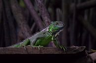 Iguanas | Wildlife | La Ventanilla | Mexico by Kimberley Helmendag thumbnail
