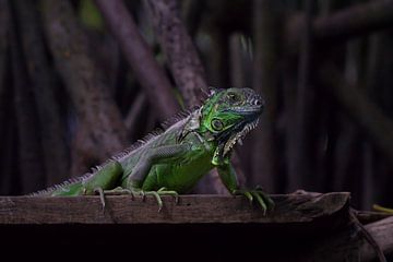 Iguanas | Wildlife | La Ventanilla | Mexico by Kimberley Helmendag
