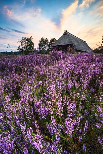 Un enclos à moutons dans la lande sur Daniela Beyer