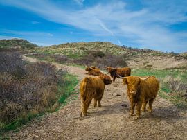 Group of Scottish Highlanders blocks the path in the Dunes by Koen Boelrijk Photography