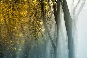 Lever de soleil dans la forêt de Speulder