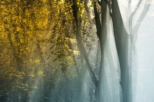 Zonsopgang in het Speulderbos