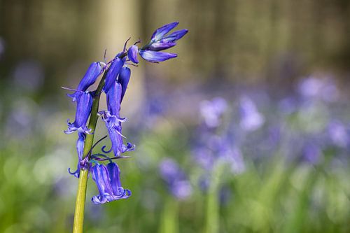 Wilde Hyacint of Boshyacint (Hyacinthoides non-scripta)