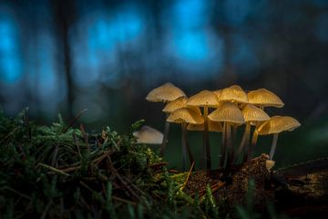 Glowing fantasy mushrooms van Danielle de Graaf