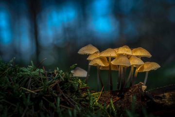 Champignons fantaisistes lumineux sur Danielle de Graaf