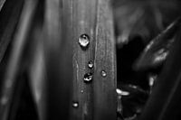 Little drops of nature