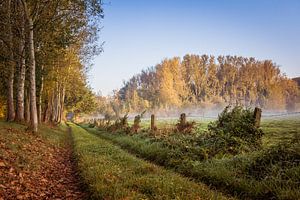 Path to by Wim van D